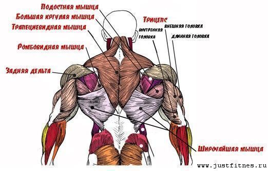 анатомия мышц