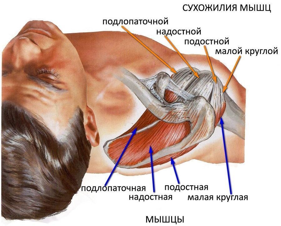 Мышцы за ухом фото расположение