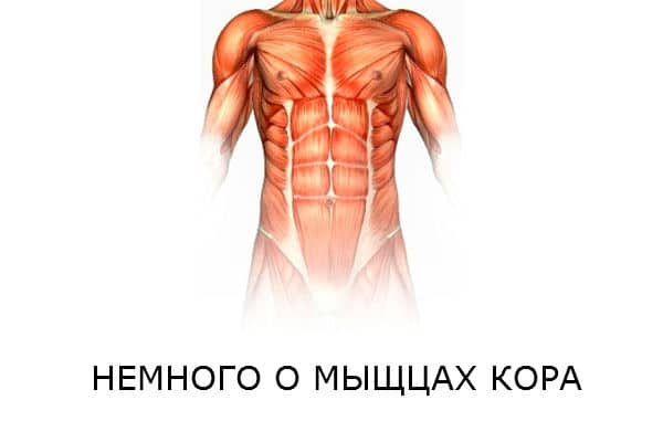 мышцы кора